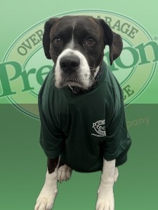Employee photo of Draco